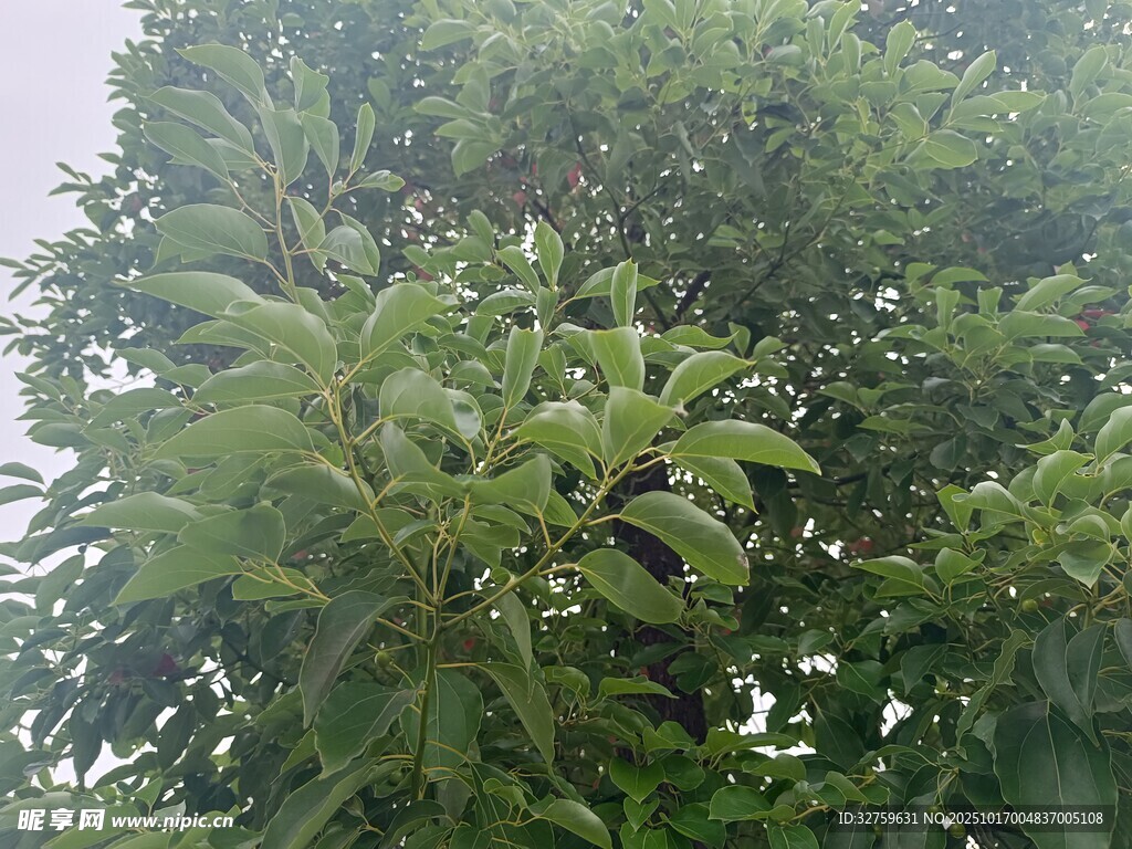 繁茂绿树展现自然生机