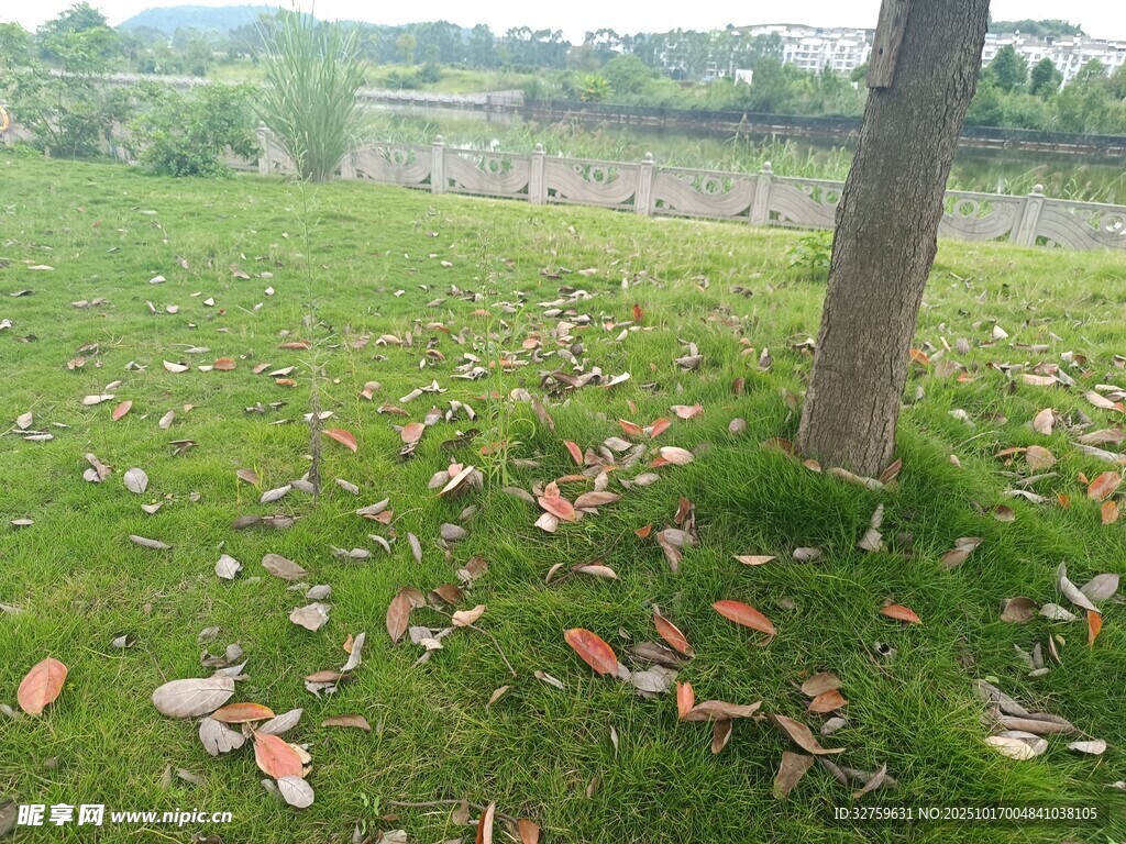 树下草地落叶自然景象