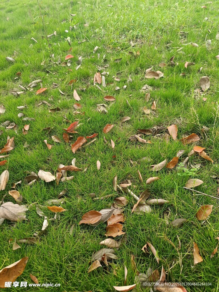 草地上的散落枯叶
