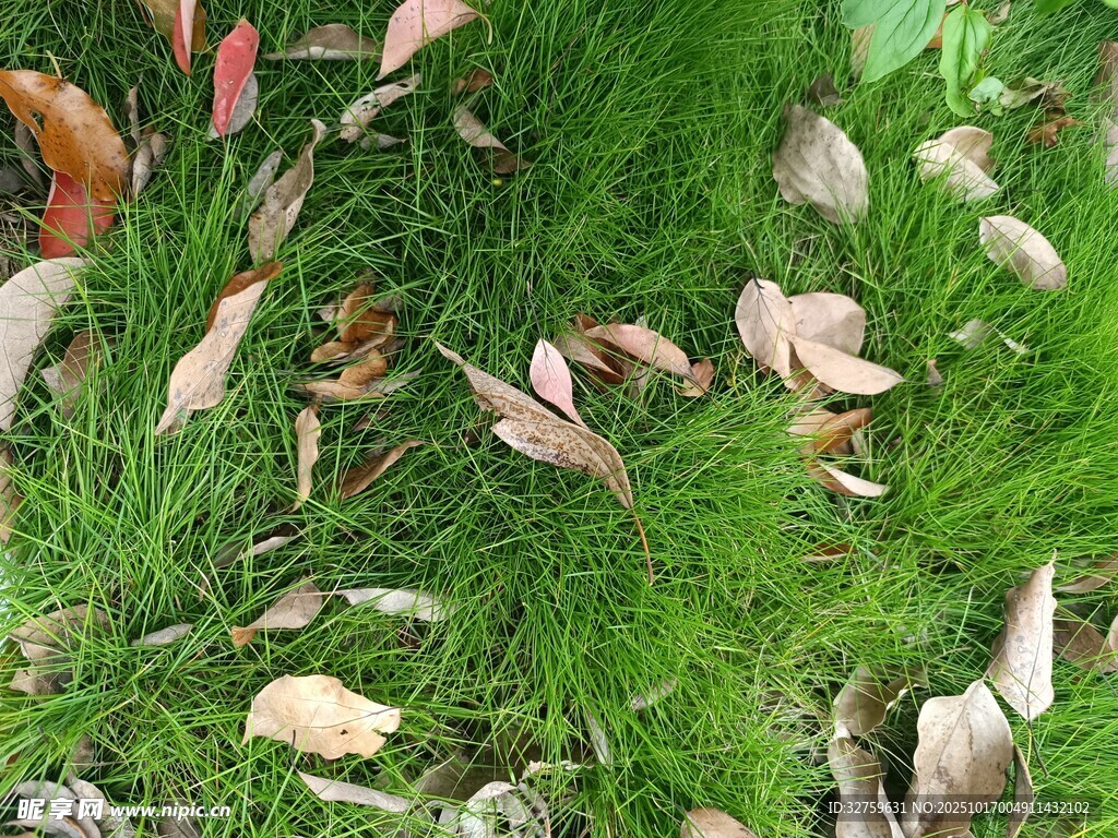 草地上散落的缤纷花瓣