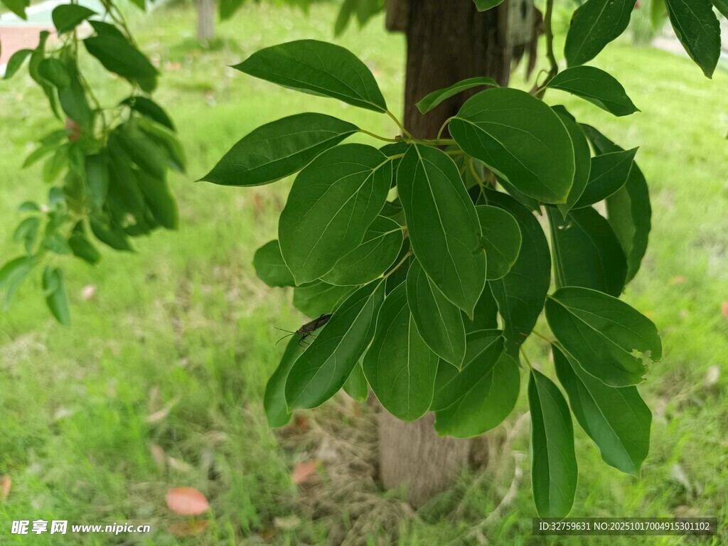 绿叶繁茂的树木
