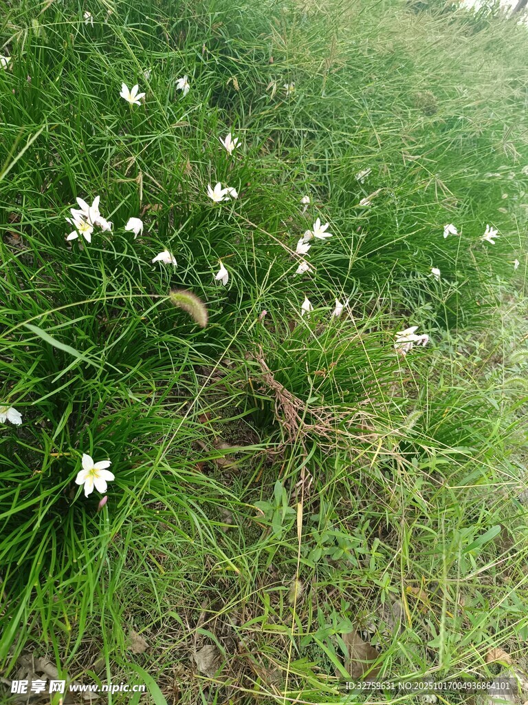 草丛中的白色小花