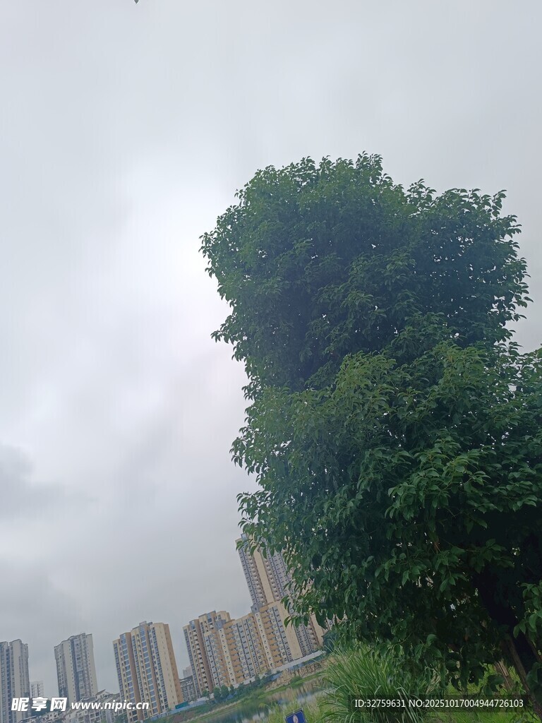 城市中葱郁的高大树木