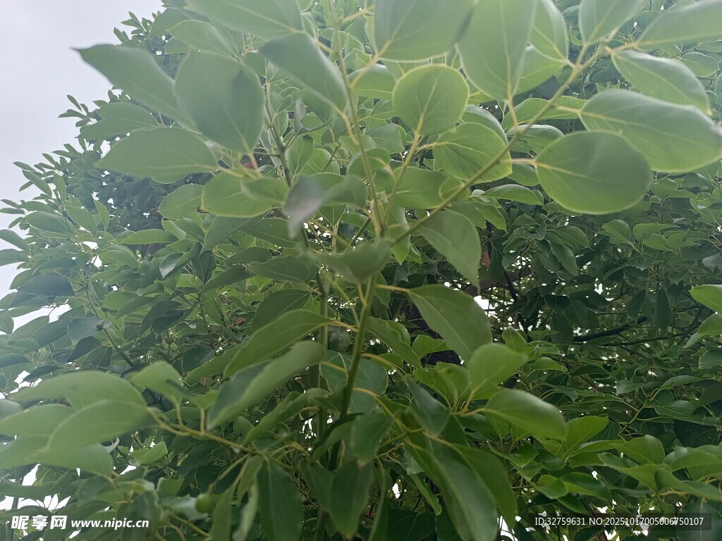 繁茂绿叶的树木景象