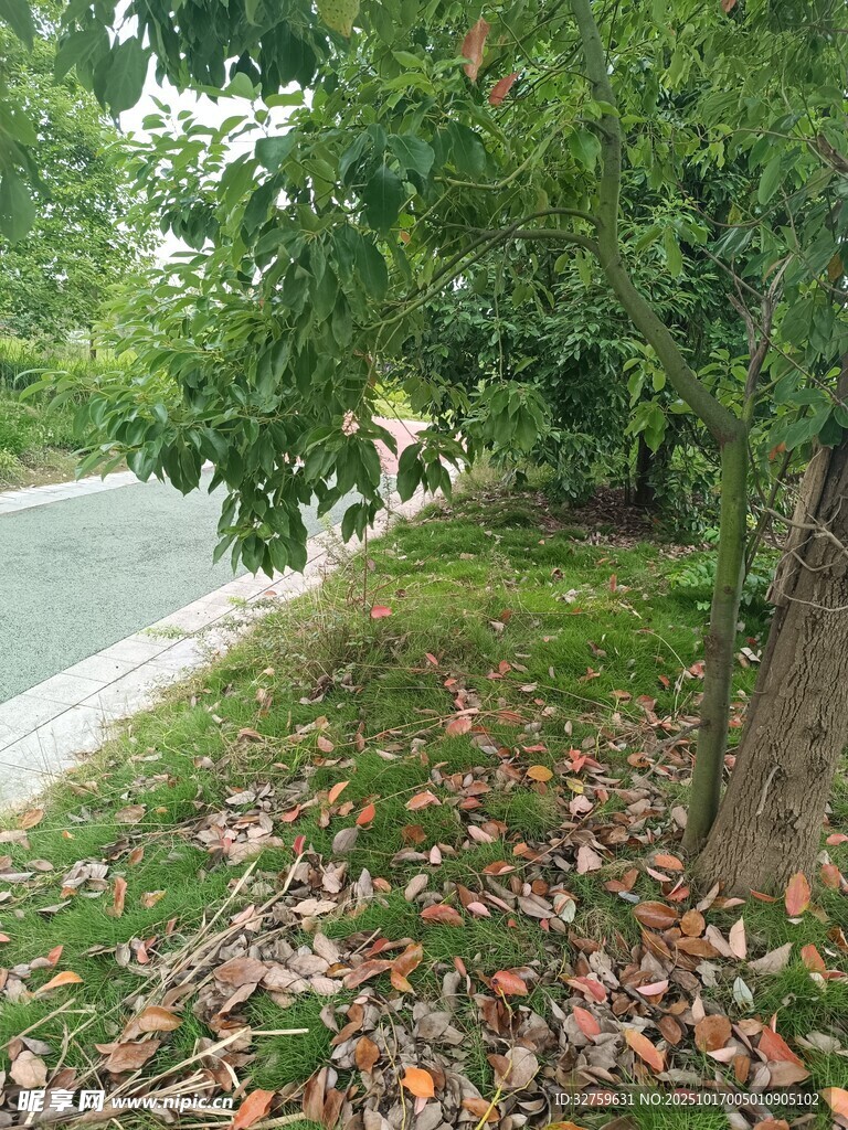路边落叶与绿树景象