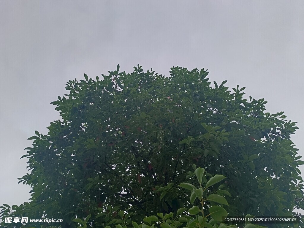茂盛大树 