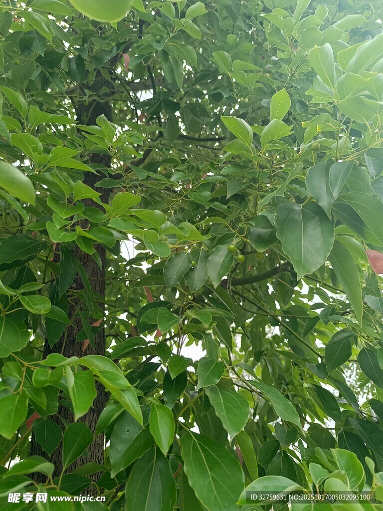 绿叶丛中的白色花朵