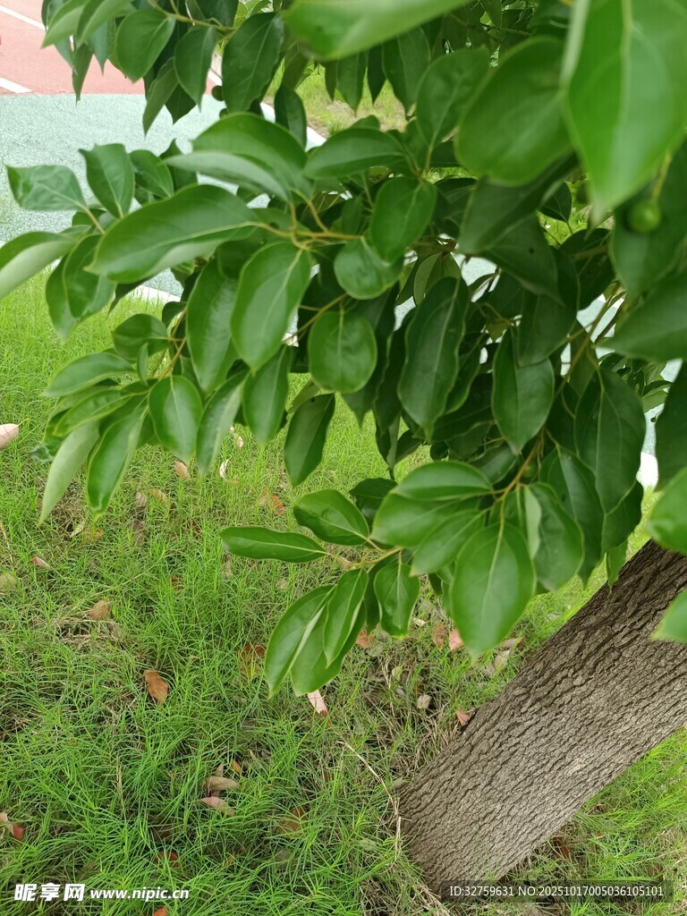 绿叶繁茂的树干与草地
