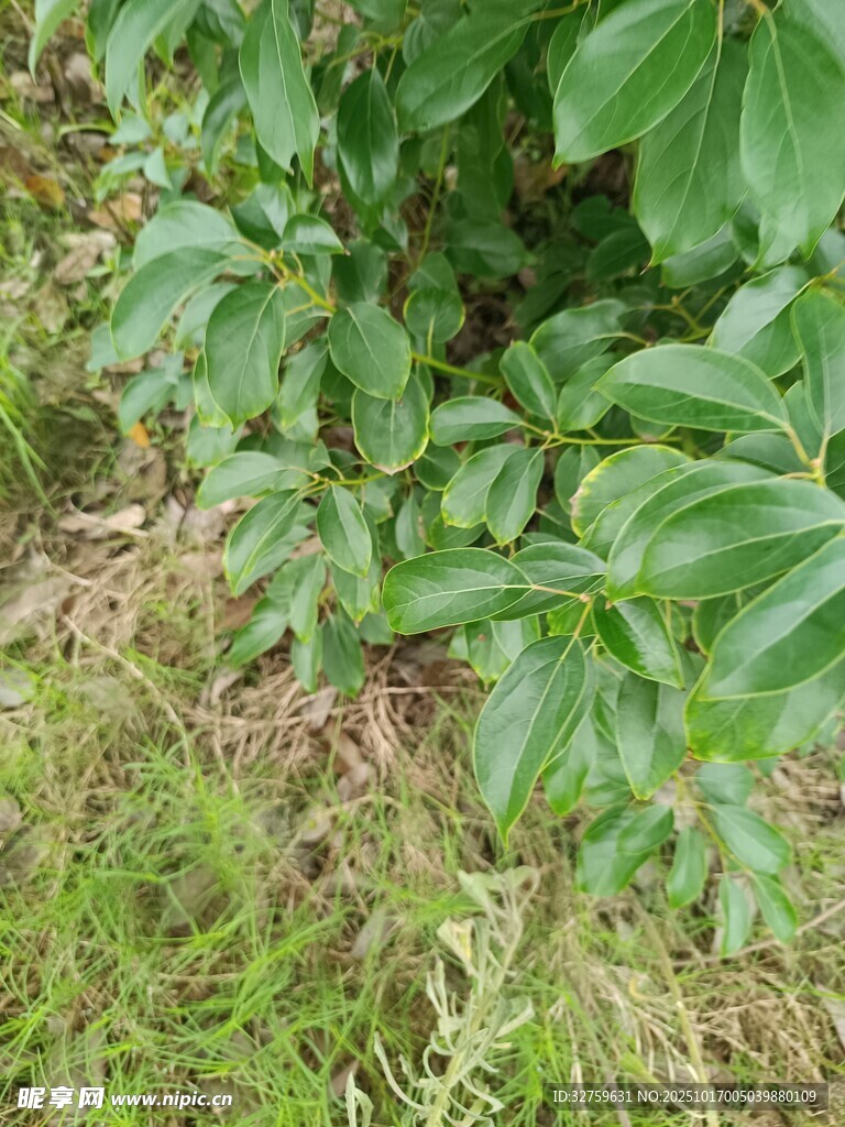 绿叶繁茂的地面植物