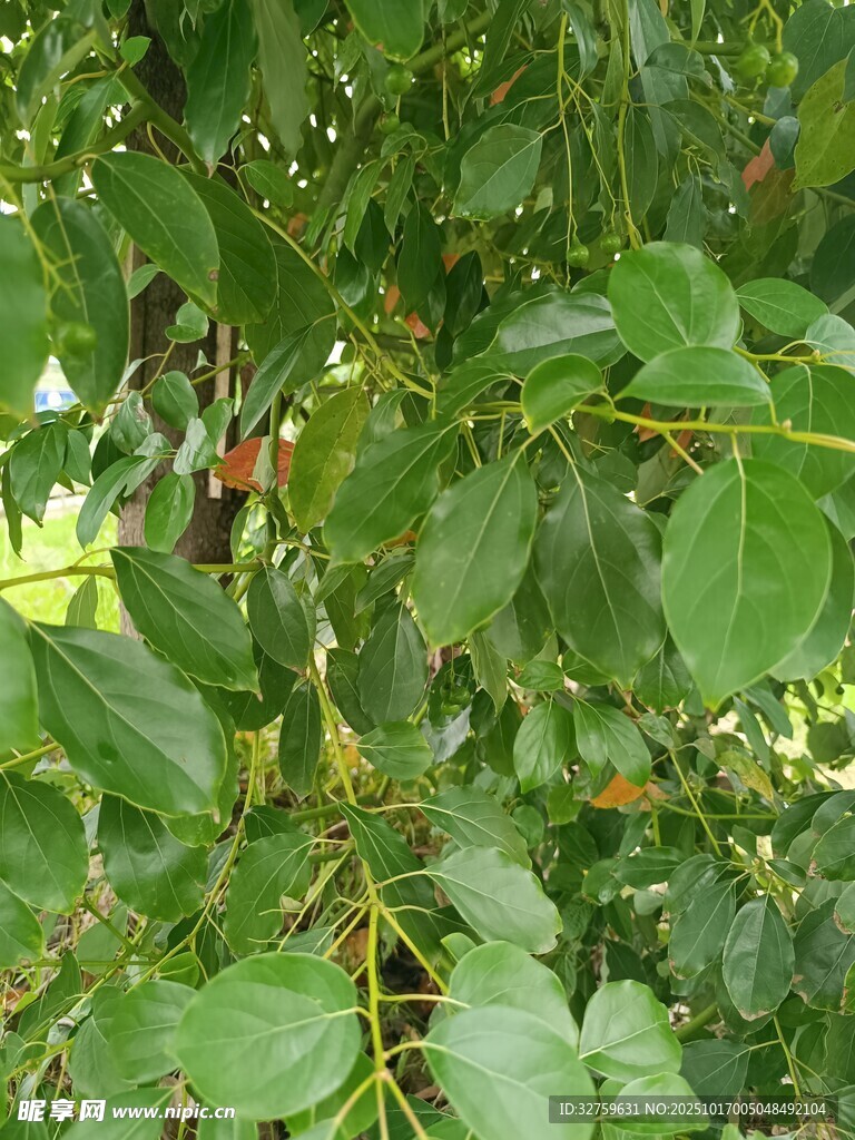 绿叶间的果实与繁茂枝叶