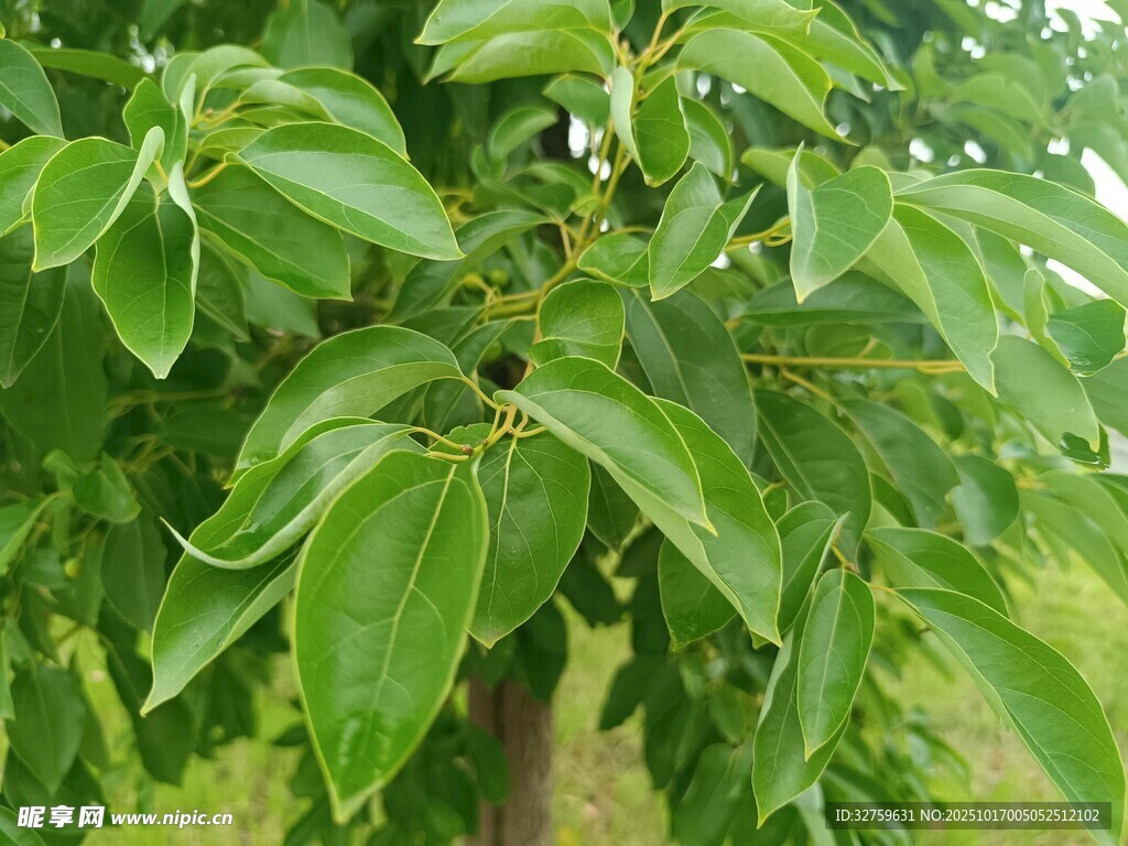 绿叶繁茂的树木特写