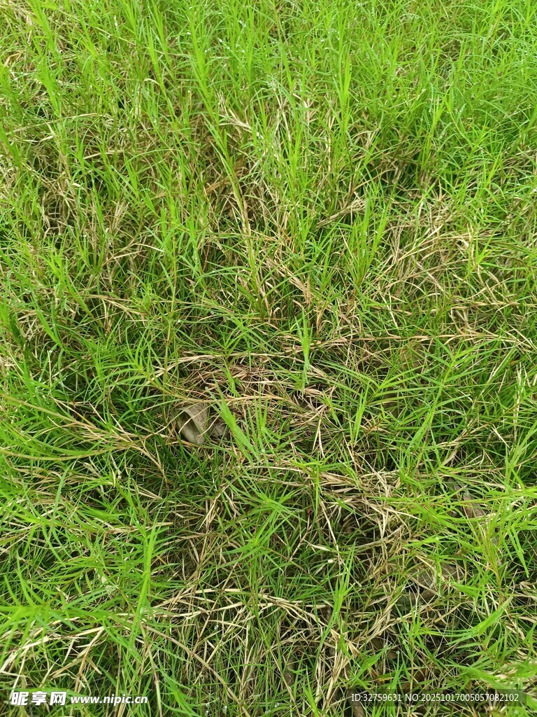 翠绿繁茂的草地景观