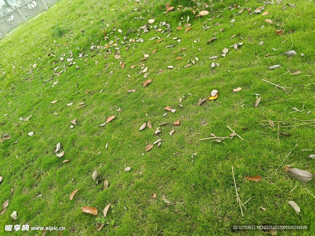 翠绿草地散落枯叶