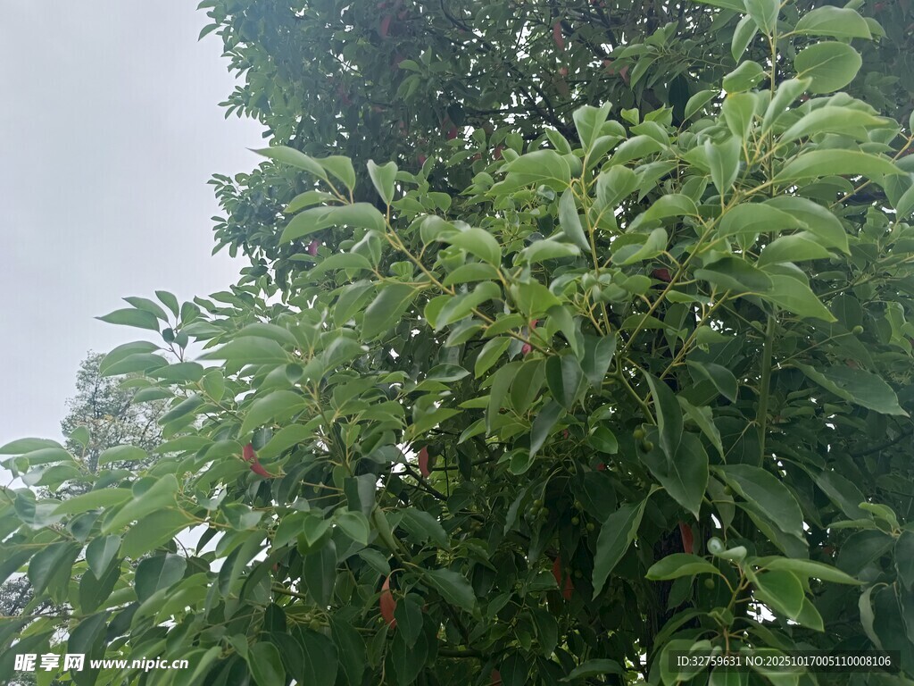 绿叶繁茂的树木