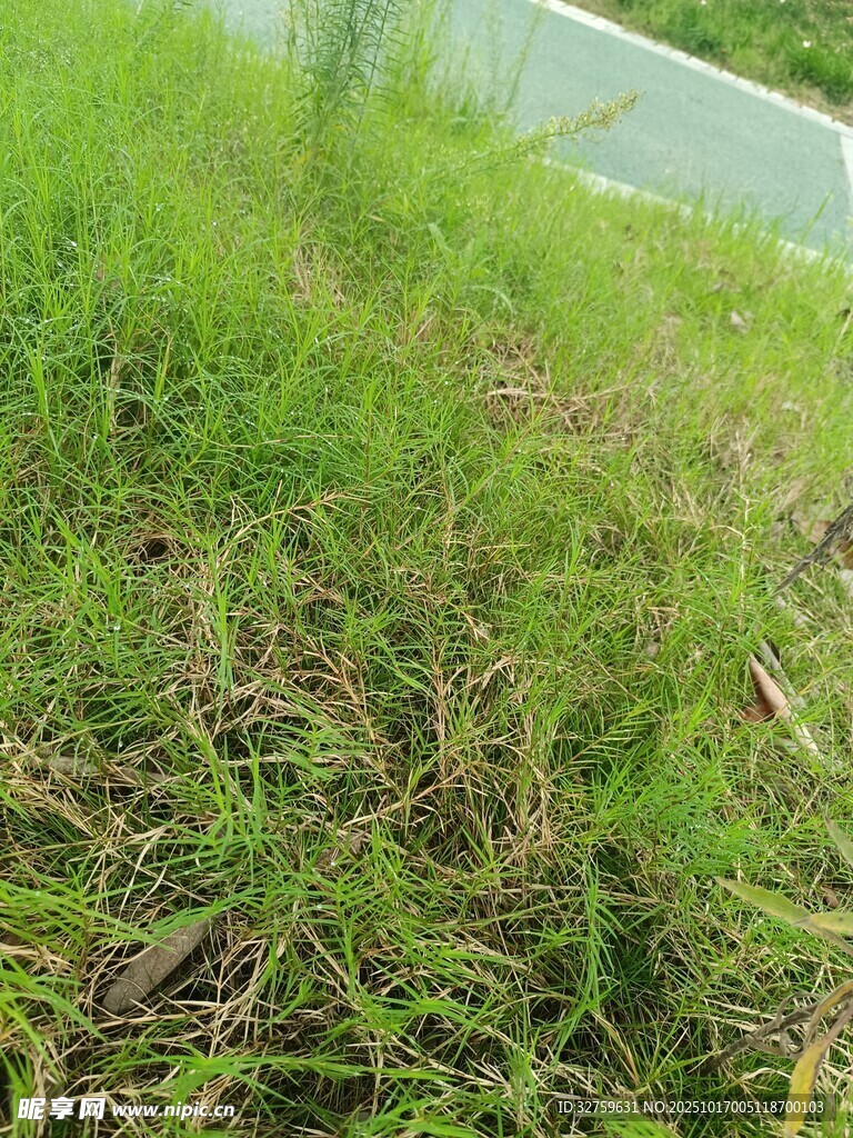翠绿草地