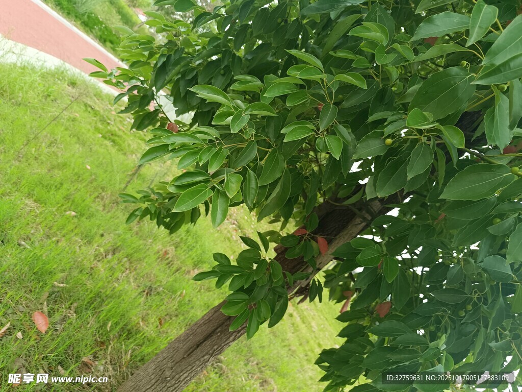 绿叶繁茂的树木