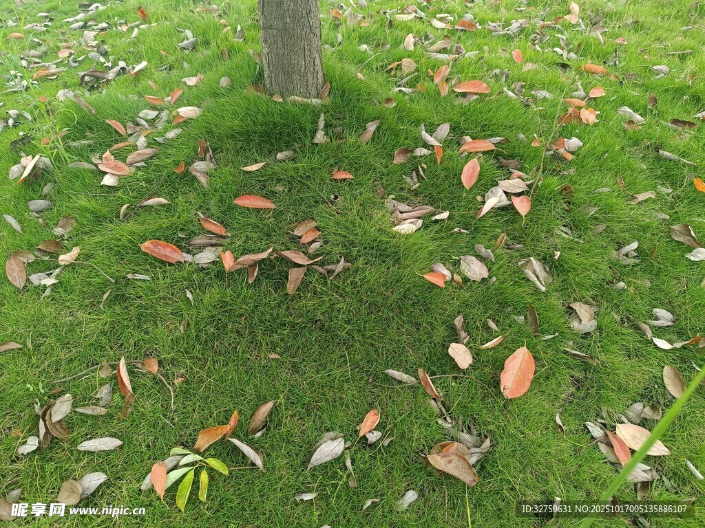 草地落叶景象