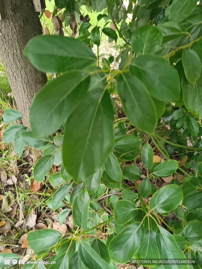 绿叶白花植物特写
