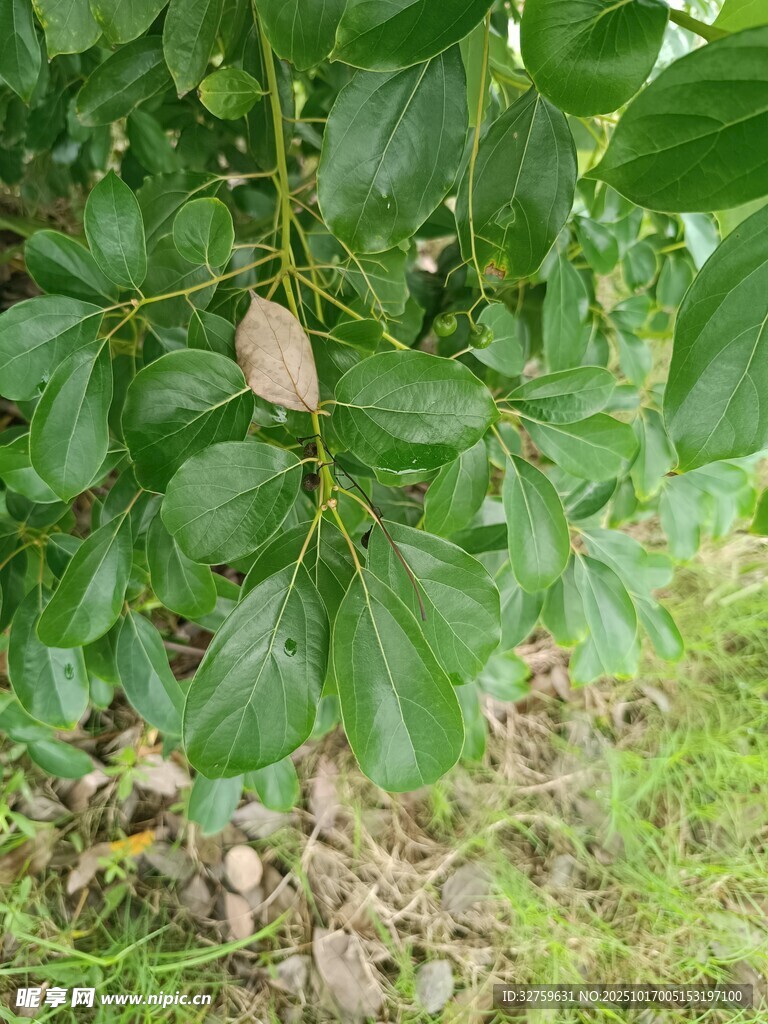 绿叶繁茂的植物枝干