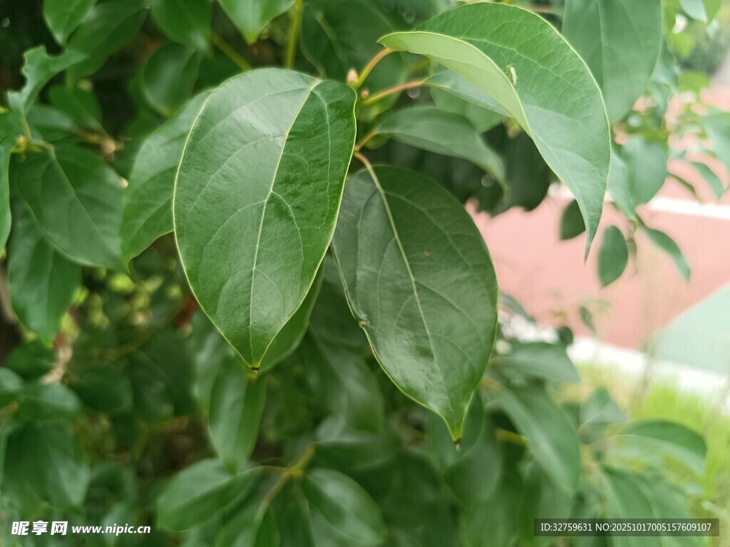 翠绿叶片的生机植物