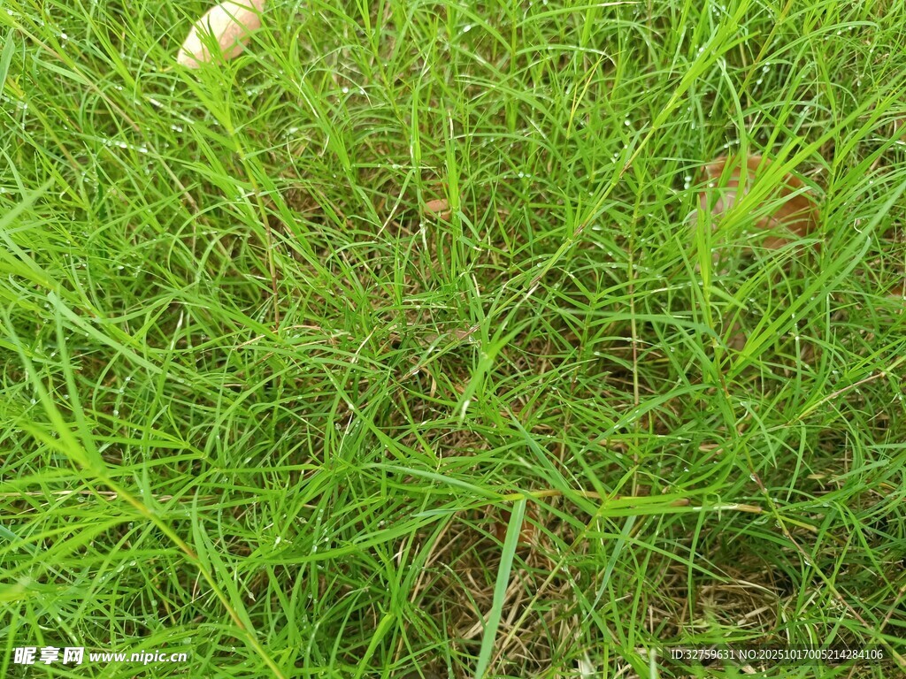 翠绿草地特写