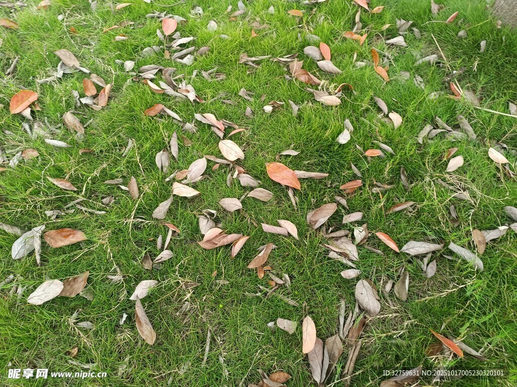 草地上散落的枯叶