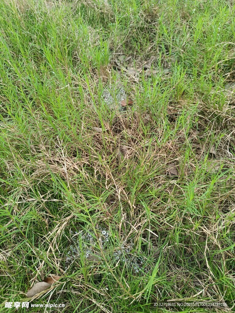 嫩绿草地中的枯黄草斑
