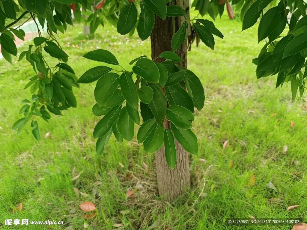 树下绿意盎然的自然景象