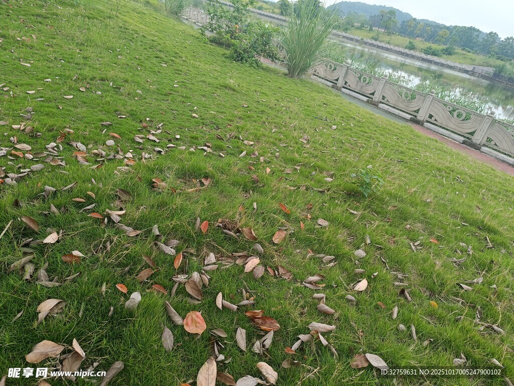 草地散落枯叶景象