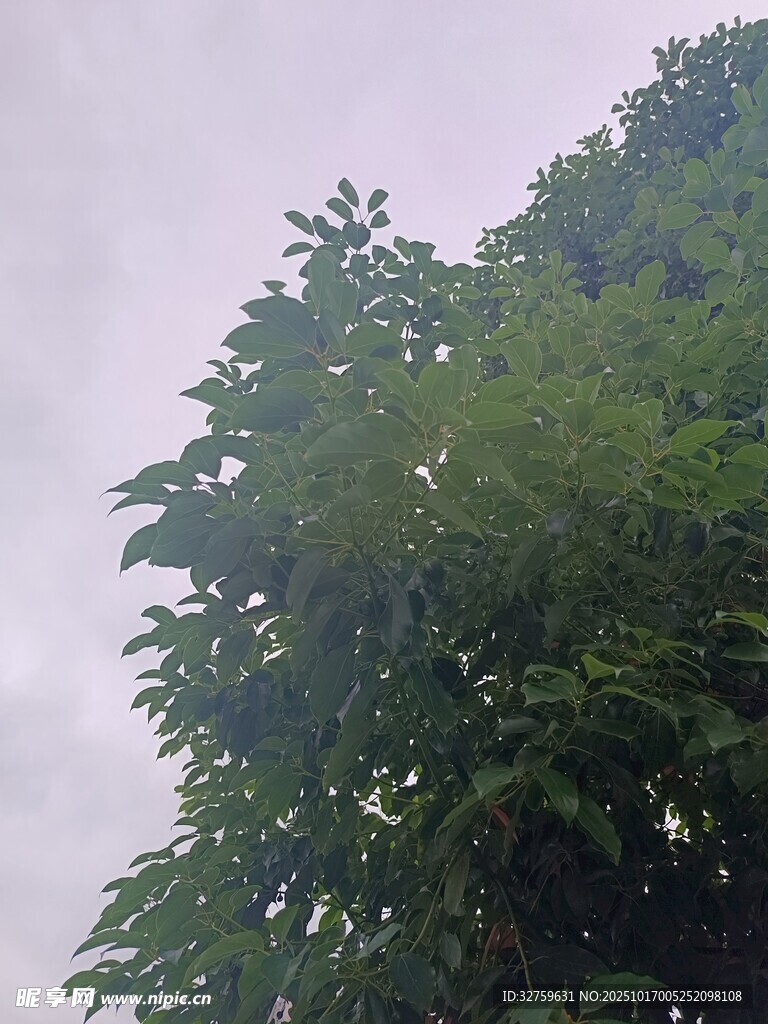 绿意盎然的树冠