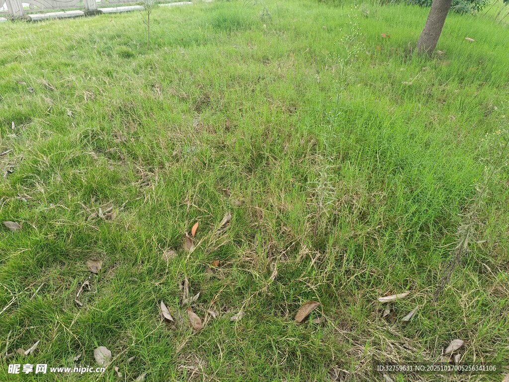 翠绿草地