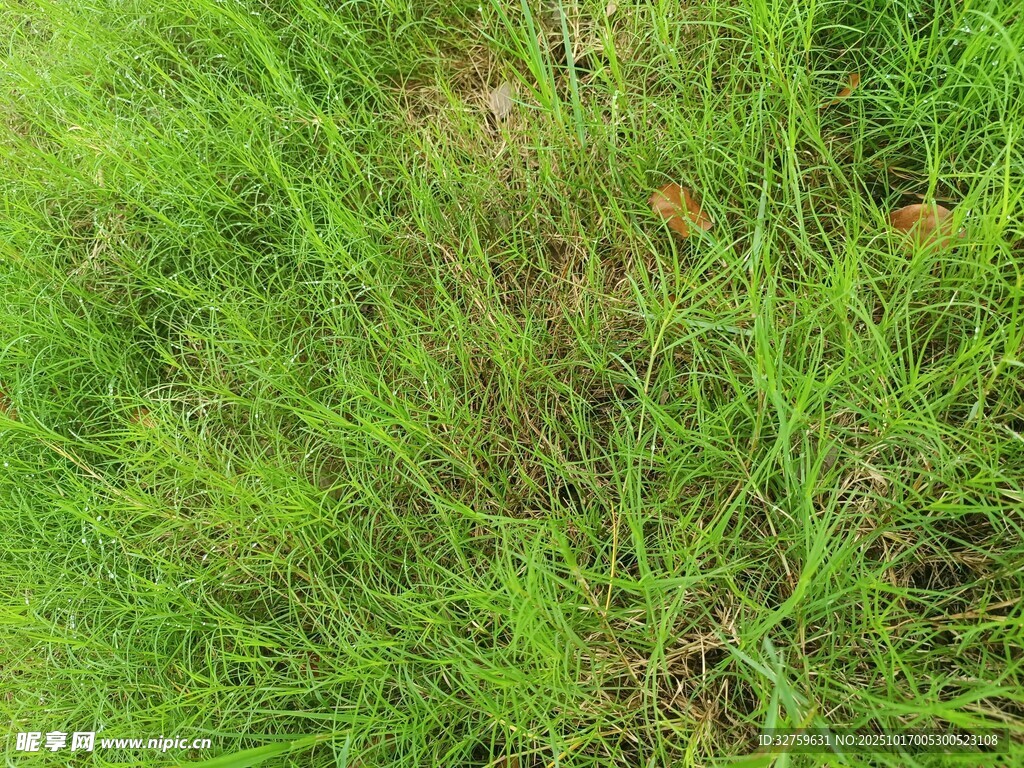 翠绿草地特写