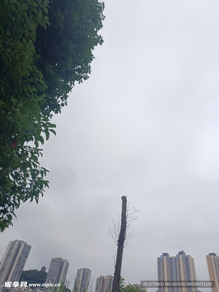 城市中高耸的树木与建筑