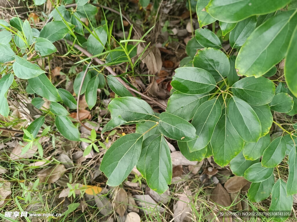 绿叶繁茂的地面植物景象