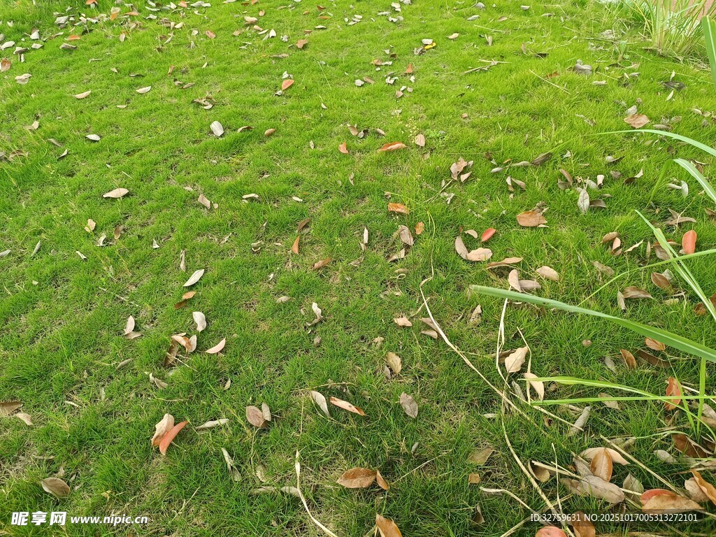 翠绿草地散落枯黄树叶