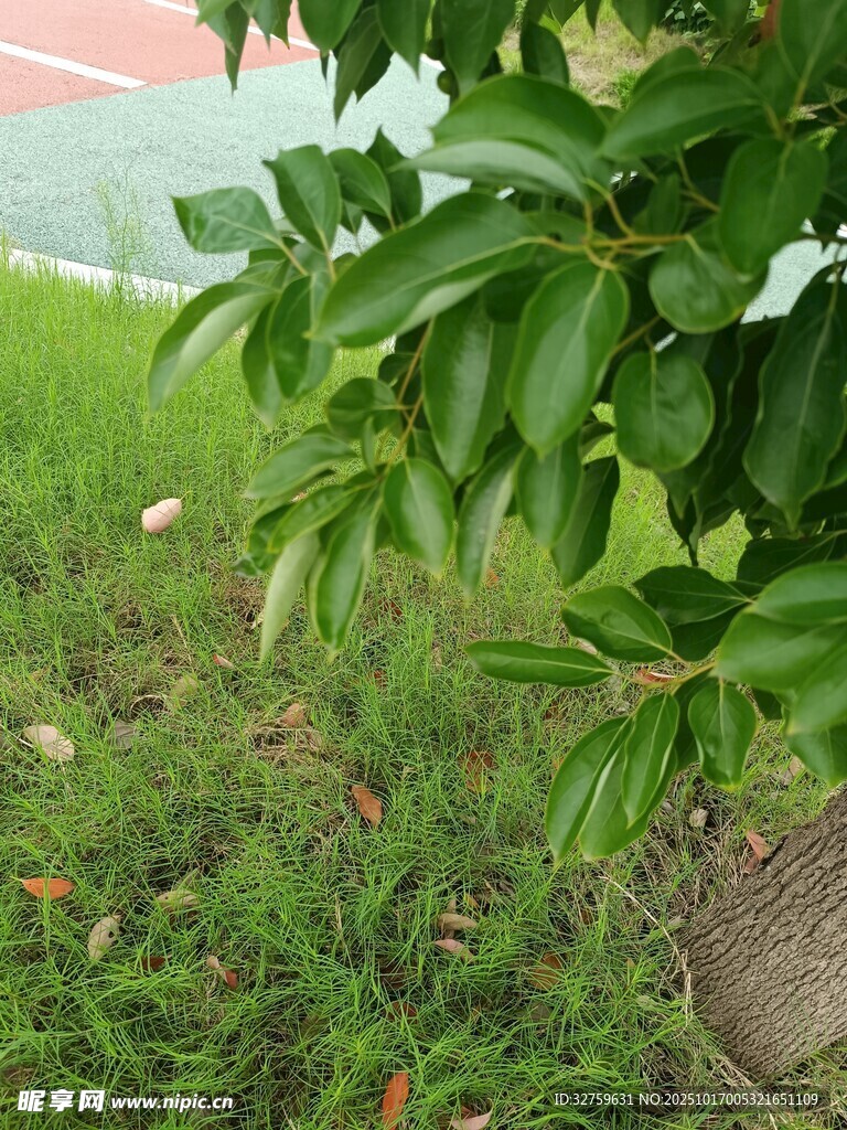 绿叶青草 