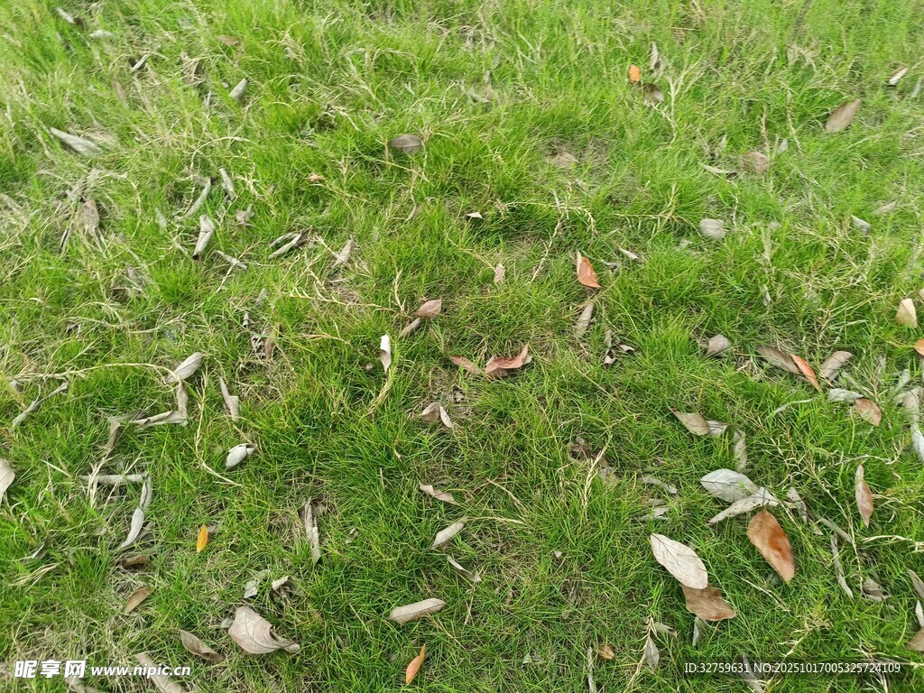 草地散落枯叶景象