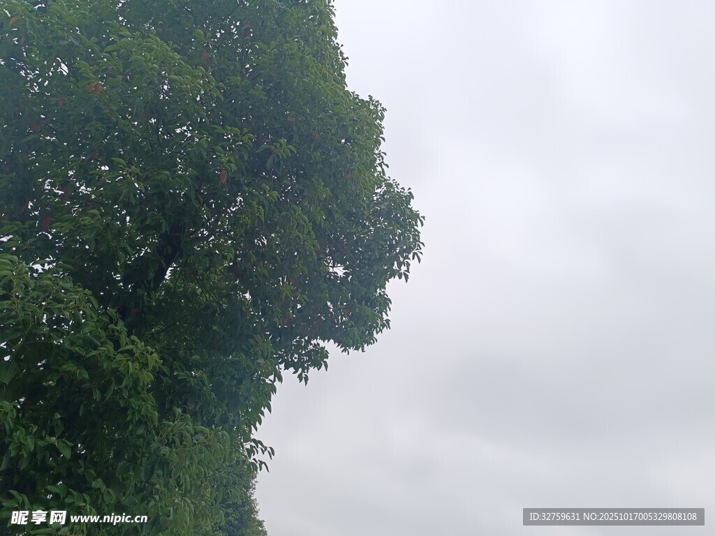 绿树映灰天