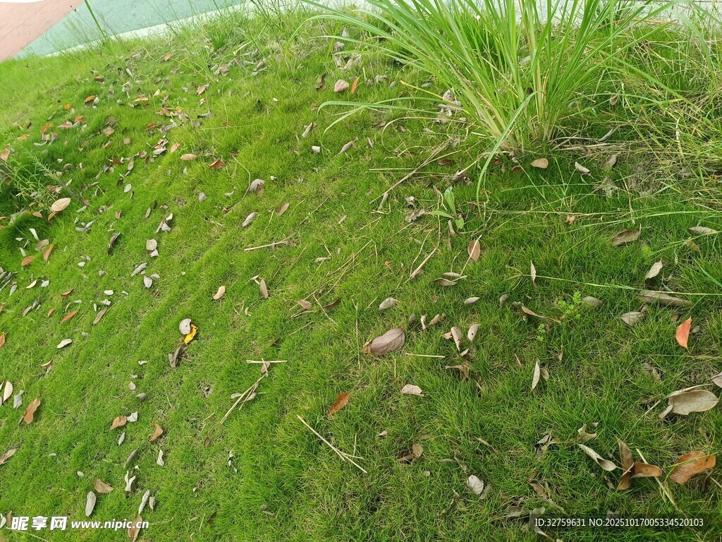 翠绿草地与零星枯叶