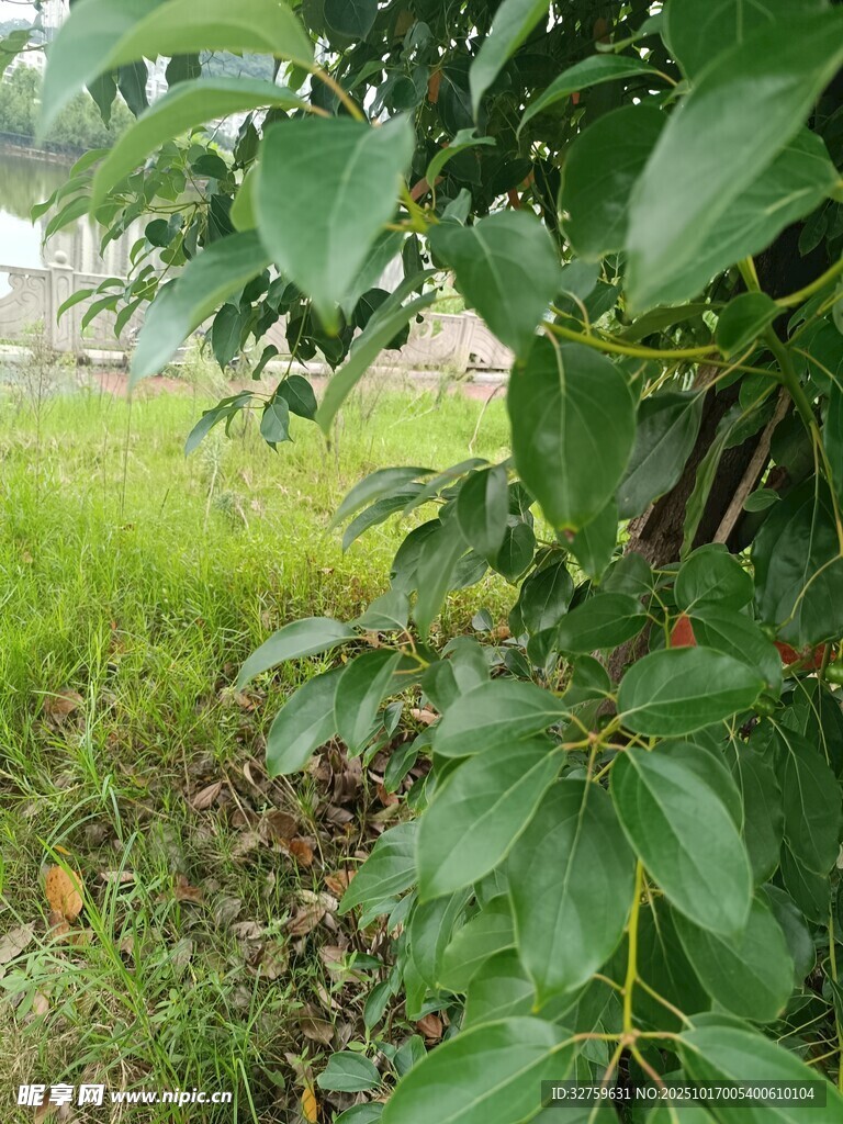 绿叶掩映下的户外景致