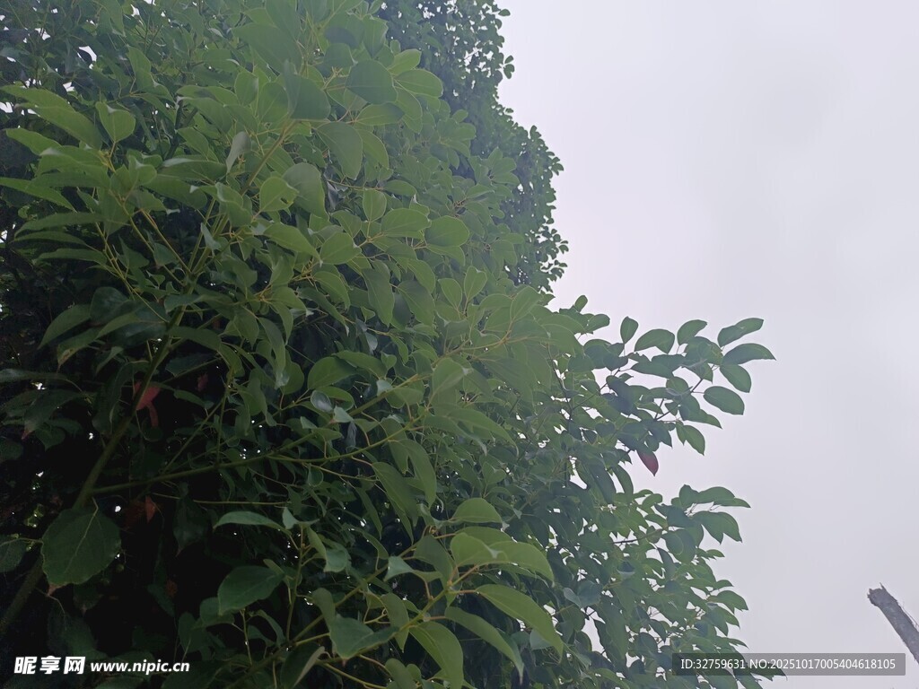 繁茂绿植 