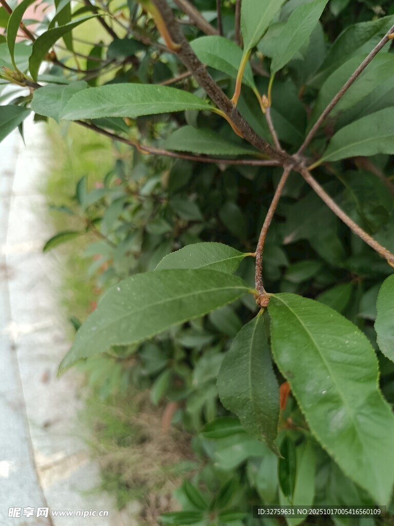 绿叶繁茂的植物枝干