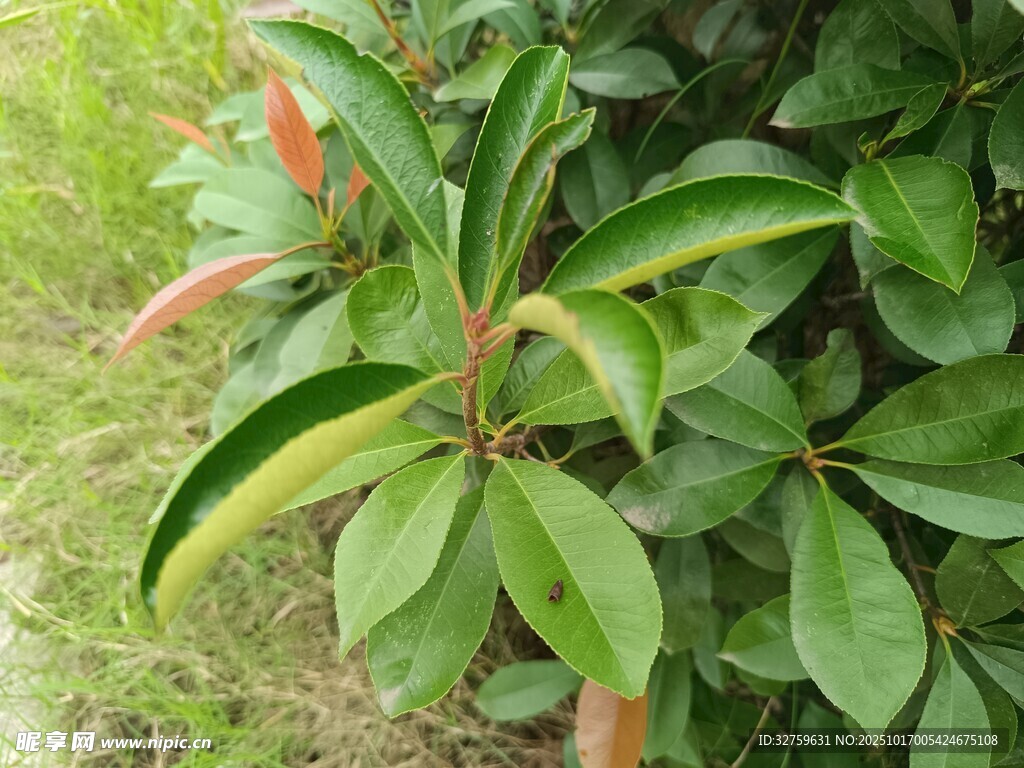绿叶红花植物特写