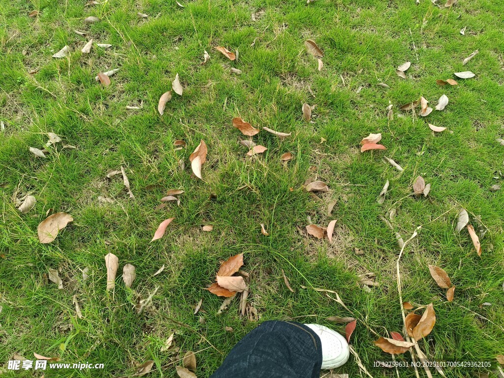 草地上散落的螃蟹