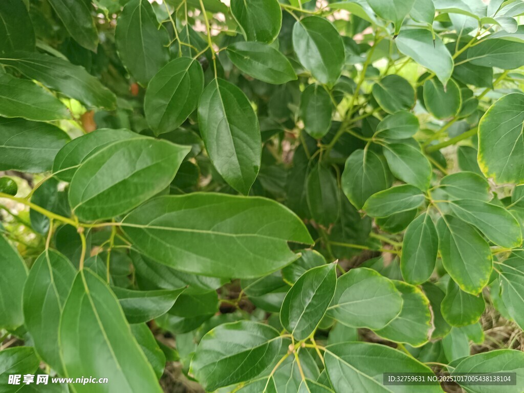 绿叶植物特写