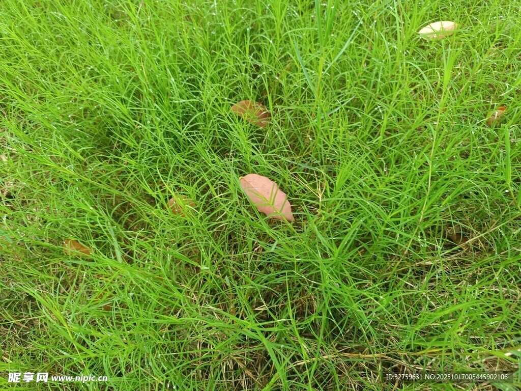 嫩绿草地上的两片枯叶