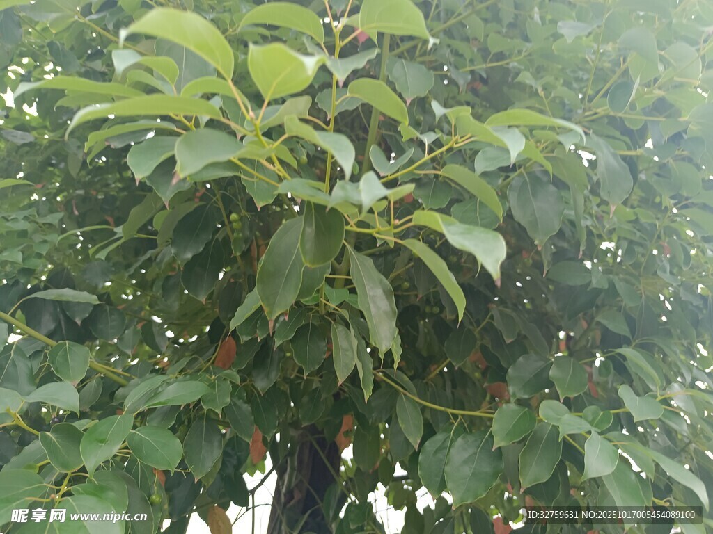 绿叶繁茂的树木