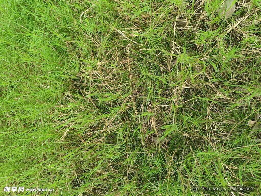 翠绿与枯黄交织的草地