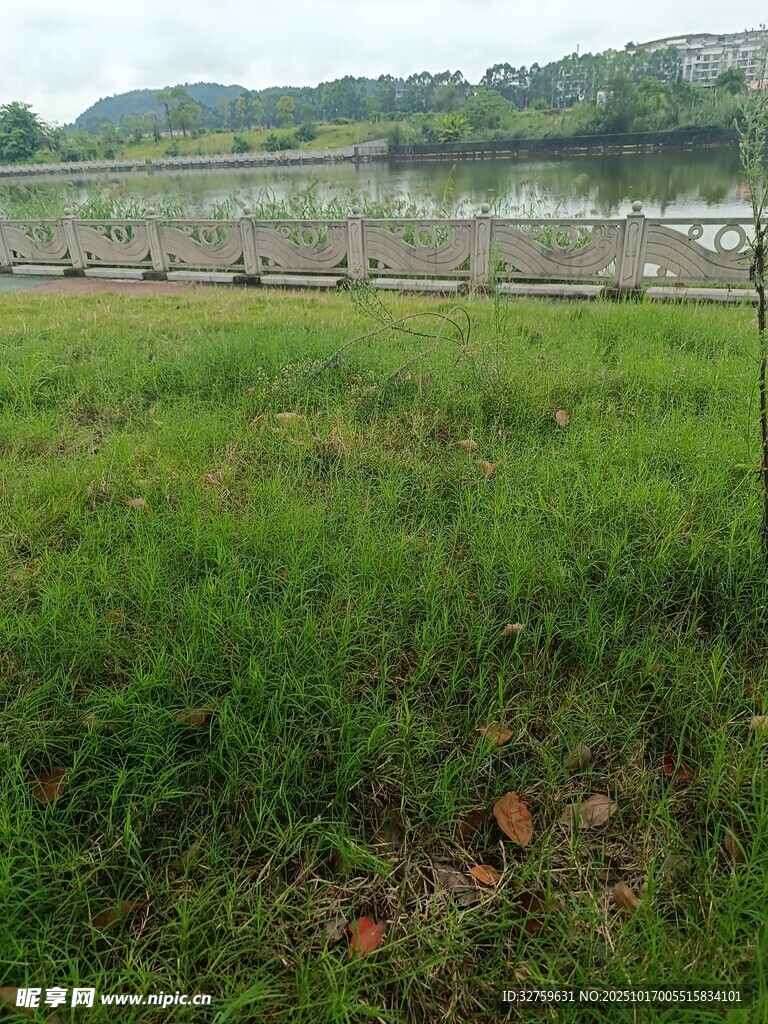 绿意盎然的河畔草地