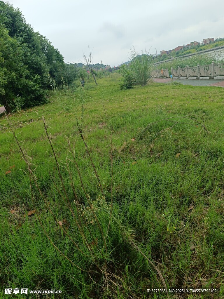 绿意盎然的开阔草地风光